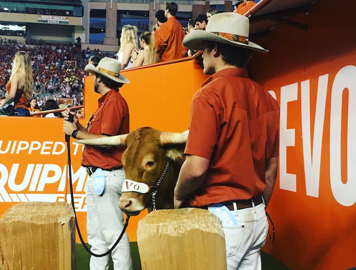 University of Texas mascot Bevo on the sidelines with Silver Spurs