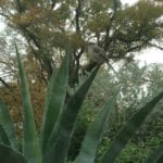 Cedar elm in fall behind agave with bird perched on it